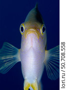 Head-on portrait of golden damselfish (Amblyglyphidodon aureus) Стоковое фото, фотограф Mathieu Meur/Stocktrek Images / ТАСС / Фотобанк Лори