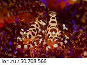 Pair of Coleman shrimps (Periclimenes colemani) on a fire urchin, Anilao, Philippines. Стоковое фото, фотограф Mathieu Meur/Stocktrek Images / ТАСС / Фотобанк Лори