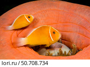 Amphiprion perideraion clownfish live in a magnificent sea anemone, Heteractis magnifica. Стоковое фото, фотограф David Fleetham/Stocktrek Images / ТАСС / Фотобанк Лори
