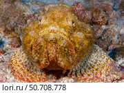 Close-up of a devil scorpionfish, Scorpaenopsis diabolus, Hawaii. Стоковое фото, фотограф David Fleetham/Stocktrek Images / ТАСС / Фотобанк Лори