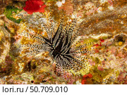 The banded sea urchin, Echinothrix calamaris, is the most common long spined urchin in Hawaii. Стоковое фото, фотограф David Fleetham/Stocktrek Images / ТАСС / Фотобанк Лори
