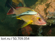 A remora, Echeneis naucrates, exposes the flesh of a blacktail snapper, Lutjanus fulvus, Philippines David Fleetham/Stocktrek Images (2022 год). Стоковое фото, агентство ТАСС / Фотобанк Лори