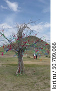 ELANTSY VILLAGE, IRKUTSK REGION, RUSSIA - July 05, 2025: Erdyn Games - festival of nomadic peoples of Asia. Vertical video of people walking near the sacred Erd mountain  and old tree with colorful ribbons. Редакционное видео, видеограф Виктория Катьянова / Фотобанк Лори