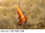 An imperial commensal shrimp, Periclimenes imperator, on the side of a sea cucumber, Philippines. Стоковое фото, фотограф David Fleetham/Stocktrek Images / ТАСС / Фотобанк Лори
