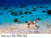 A peacock flounder, Bothus mancus blends in with its surroundings, Hawaii. Стоковое фото, фотограф David Fleetham/Stocktrek Images / ТАСС / Фотобанк Лори