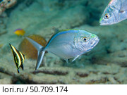 Bar jack, Caranx ruber, in the Caribbean. Стоковое фото, фотограф David Fleetham/Stocktrek Images / ТАСС / Фотобанк Лори