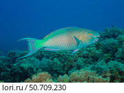 The terminal or final phase of a bullethead parrotfish, Chlorurus spilurus, Hawaii. Стоковое фото, фотограф David Fleetham/Stocktrek Images / ТАСС / Фотобанк Лори