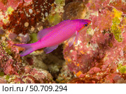 The female stage of the purple queen anthias, Pseudanthias pascalus, Yap, Micronesia. Стоковое фото, фотограф David Fleetham/Stocktrek Images / ТАСС / Фотобанк Лори