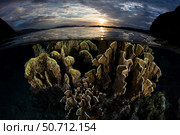 A beautiful set of corals grows in shallow water in Komodo National Park, Indonesia (2017 год). Стоковое фото, фотограф Ethan Daniels/Stocktrek Images / ТАСС / Фотобанк Лори