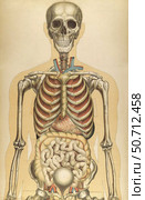 The human body with superimposed colored plates by Julien Bougle. Стоковое фото, фотограф National Library of Medicine/Stocktrek/Stocktrek Images / ТАСС / Фотобанк Лори