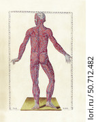 The science of human anatomy by Bartholomeo Eustachi. Стоковое фото, фотограф National Library of Medicine/Stocktrek/Stocktrek Images / ТАСС / Фотобанк Лори