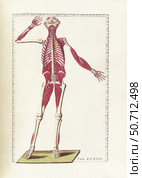 The science of human anatomy by Bartholomeo Eustachi. Стоковое фото, фотограф National Library of Medicine/Stocktrek/Stocktrek Images / ТАСС / Фотобанк Лори