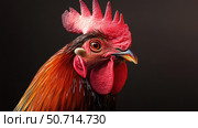 photorealistic red rooster. Стоковое фото, фотограф Vectorwin / Фотобанк Лори