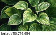 variegated hosta plant. Стоковое фото, фотограф Vectorwin / Фотобанк Лори