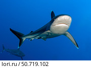Silvertip shark (Carcharhinus albimarginatus), Kimbe Bay, Papua New Guinea. Стоковое фото, фотограф Bruce Shafer/Stocktrek Images / ТАСС / Фотобанк Лори