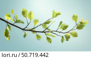 botanical branches with leaves. Стоковое фото, фотограф Vectorwin / Фотобанк Лори