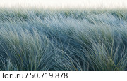 grass blue fescue. Стоковое фото, фотограф Vectorwin / Фотобанк Лори