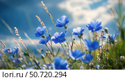 forget blue wild flowers. Стоковое фото, фотограф Vectorwin / Фотобанк Лори