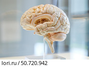 Human brain model showing cerebrum, cerebellum, brain stem, and spinal cord. Стоковое AI-изображение, AI-художник Иван Рябоконь / Фотобанк Лори