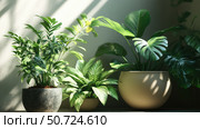 foliage potted house plants. Стоковое фото, фотограф Vectorwin / Фотобанк Лори