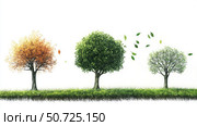 mature tree life cycle. Стоковое фото, фотограф Vectorwin / Фотобанк Лори
