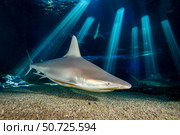 A sandbar shark (Carcharhinus plumbeus), at the Maui Ocean Center Aquarium, Hawaii. Стоковое фото, фотограф David Fleetham/Stocktrek Images / ТАСС / Фотобанк Лори