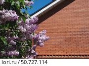 lilac blooms next to the brick wall under the clear blue sky on a sunny day. Стоковое фото, фотограф Оксана Медведева / Фотобанк Лори