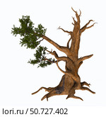 Pinus aristata, the Rocky Mountain bristlecone pine on white background. Стоковое фото, фотограф Corey Ford/Stocktrek Images / ТАСС / Фотобанк Лори
