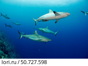 Grey reef sharks, Carcharhinus amblyrhynchos, fill the water column off the island of Yap, Micronesia. Стоковое фото, фотограф David Fleetham/Stocktrek Images / ТАСС / Фотобанк Лори