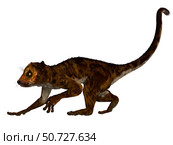 Darwinius primate from the middle Eocene epoch. Стоковое фото, фотограф Corey Ford/Stocktrek Images / ТАСС / Фотобанк Лори