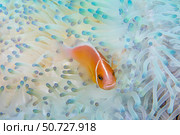 A pink anemonefish, Amphiprion perideraion, in an anemone that is bleaching from high ocean temperatures. Стоковое фото, фотограф David Fleetham/Stocktrek Images / ТАСС / Фотобанк Лори