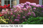 Japanese pink and red rhododendrons. Field of flowers of Japanese azalea. Multicolored flowering rhododendron bushes in landscape design. Стоковое фото, фотограф Оксана Медведева / Фотобанк Лори