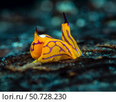 A tiny Siphopteron tigrinum headshield slug, Milne Bay, Papua New Guinea (2017 год). Стоковое фото, фотограф Bruce Shafer/Stocktrek Images / ТАСС / Фотобанк Лори