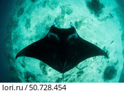 A manta ray swimming near a cleaning station in Raja Ampat, Indonesia. Стоковое фото, фотограф Ethan Daniels/Stocktrek Images / ТАСС / Фотобанк Лори