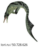 Cymbospondylus ichthyosaur, white background. Стоковое фото, фотограф Corey Ford/Stocktrek Images / ТАСС / Фотобанк Лори