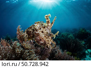 A broadclub cuttlefish hovers above a beautiful coral reef in Komodo National Park. Стоковое фото, фотограф Ethan Daniels/Stocktrek Images / ТАСС / Фотобанк Лори