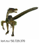Velociraptor dinosaur, front view on white background. Стоковое фото, фотограф Corey Ford/Stocktrek Images / ТАСС / Фотобанк Лори