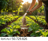 A person is watering plants in a garden. Стоковое фото, фотограф Ярославский Максим / Фотобанк Лори