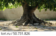 style tree rooted. Стоковое фото, фотограф Vectorwin / Фотобанк Лори