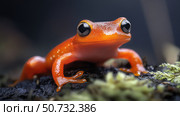 vibrant red eft. Стоковое фото, фотограф Vectorwin / Фотобанк Лори