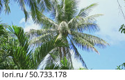 The crowns of palm trees with coconuts, view from below on blue sky background. Tropical vacation concept. Slow motion footage, copy space. Стоковое видео, видеограф Ирина Михайличенко / Фотобанк Лори