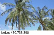 The crowns of palm trees with coconuts, view from below on blue sky background. Tropical vacation concept. Slow motion footage, copy space. Стоковое видео, видеограф Ирина Михайличенко / Фотобанк Лори