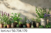 mint aromatic plants. Стоковое фото, фотограф Vectorwin / Фотобанк Лори