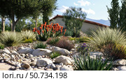 agave drought tolerant plants. Стоковое фото, фотограф Vectorwin / Фотобанк Лори