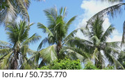 The crowns of palm trees with coconuts, view from below on blue sky background. Tropical vacation concept. Slow motion footage, copy space. Стоковое видео, видеограф Ирина Михайличенко / Фотобанк Лори
