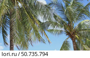 The crowns of palm trees with coconuts, view from below on blue sky background. Tropical vacation concept. Slow motion footage, copy space. Стоковое видео, видеограф Ирина Михайличенко / Фотобанк Лори
