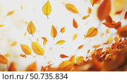 Leaves Rustling in Autumn Wind at Park During Sunset. Стоковое AI-видео, аниматор Юлия Гапеенко / Фотобанк Лори