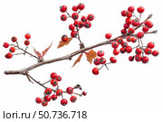 Hawthorn branch showing red berries and autumn leaves on white background. Стоковое AI-изображение, AI-художник Иван Рябоконь / Фотобанк Лори