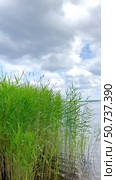 Тростник (лат. Phragmites australis) колышется на ветру на реке. Стоковое видео, видеограф Ирина Курносова / Фотобанк Лори