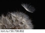 Delicate Tragopogon Seed Dispersal Under Dark Background. Стоковое фото, фотограф Ольга Коваленко / Фотобанк Лори